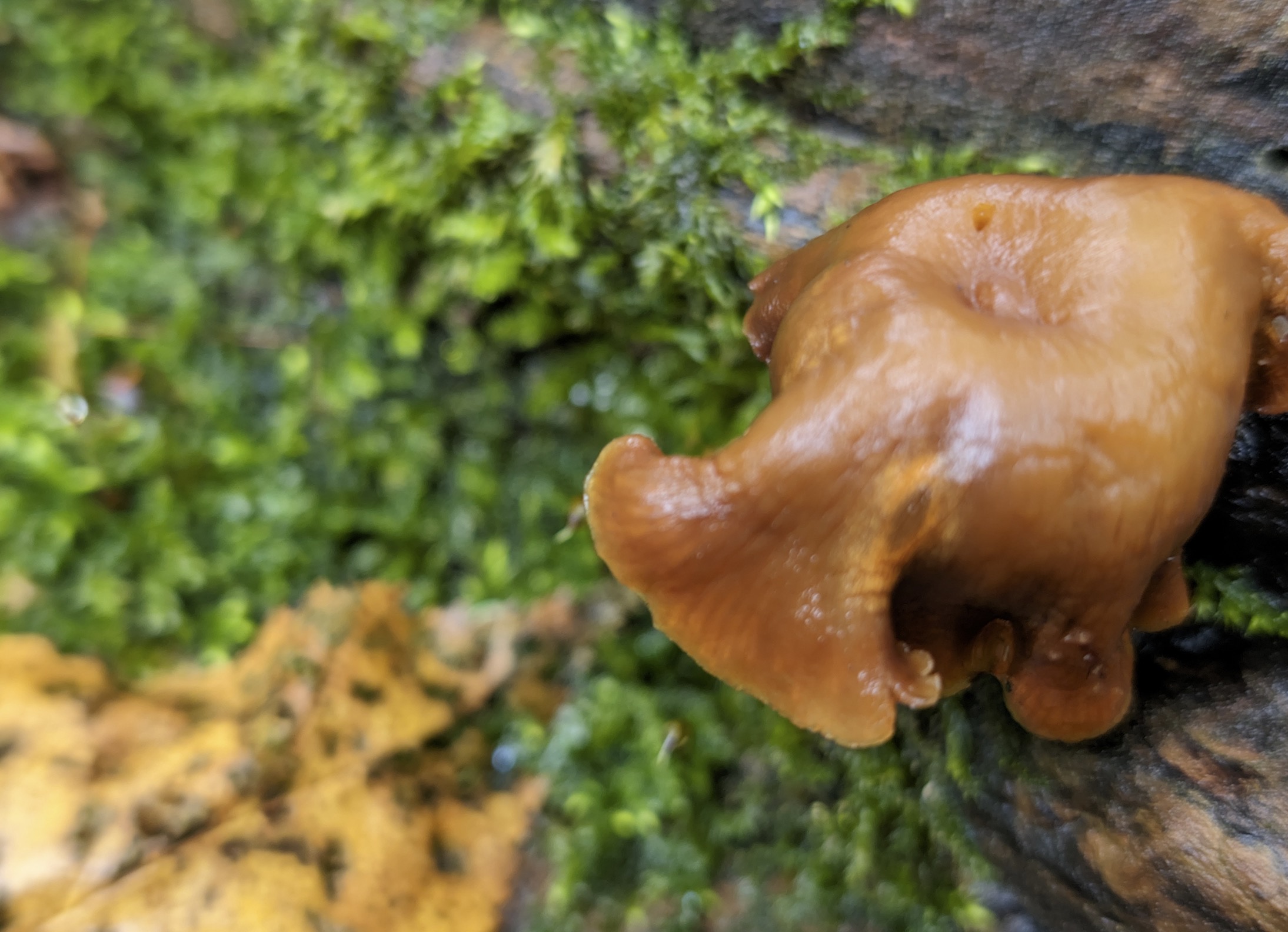 Crop of a 50 megapixel Pixel 8 photo of a mushroom on a log